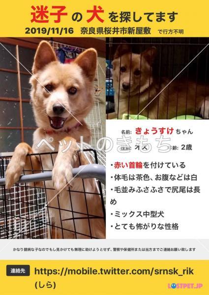 迷い犬の写真