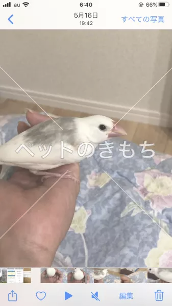 迷子鳥の画像