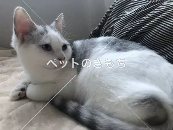 迷子猫の画像