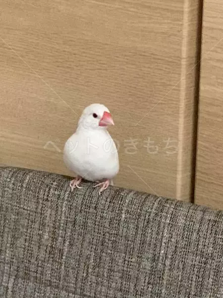 迷子鳥の画像
