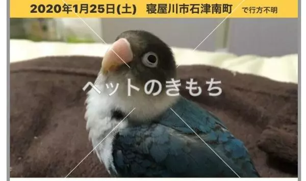 迷子鳥の画像