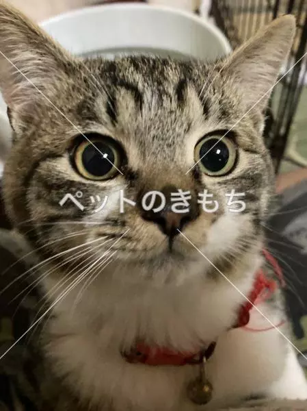 迷子猫の画像