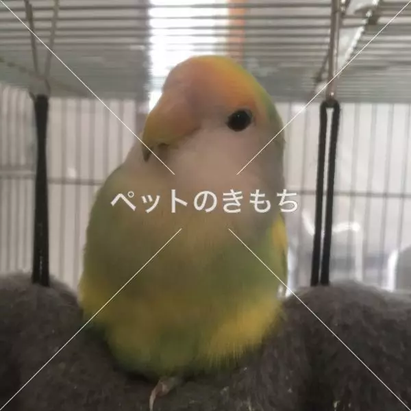 迷子鳥の画像