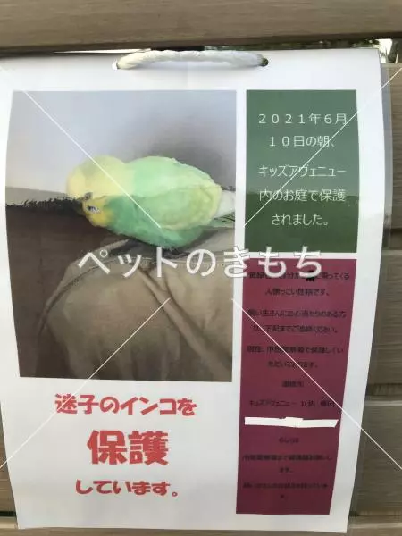 コメント投稿の画像