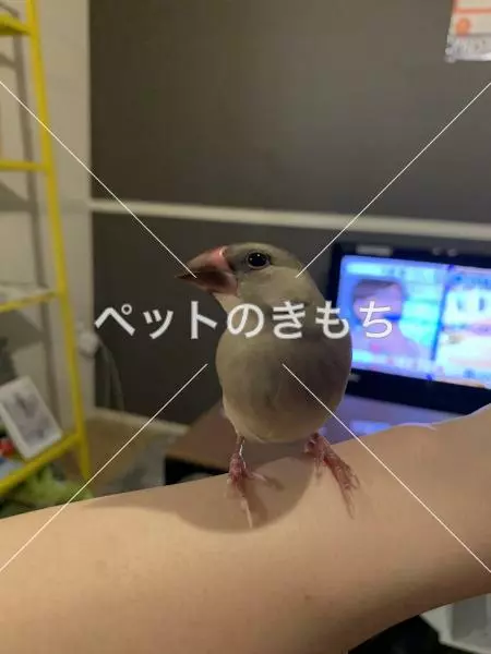 迷子鳥の画像