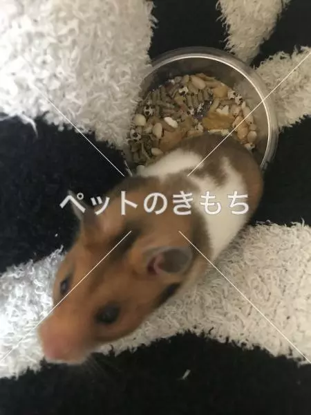 迷子ペットの画像