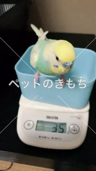 迷子鳥の画像