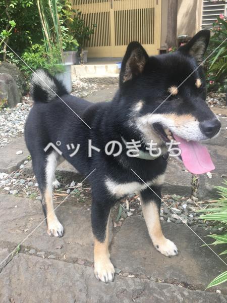 迷い犬の写真