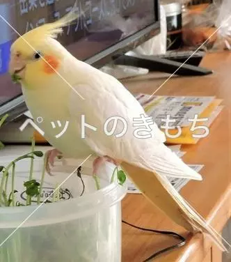 迷子鳥の画像