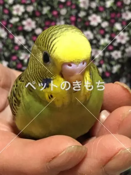 迷子鳥の画像