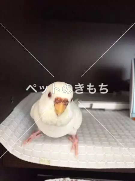迷子鳥の画像