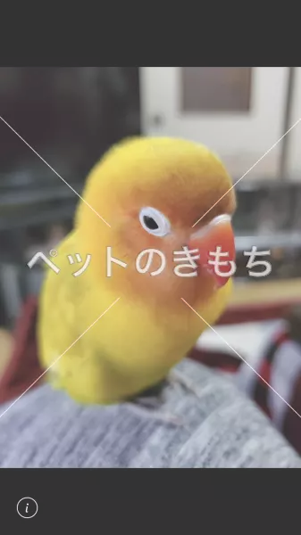 迷子鳥の画像