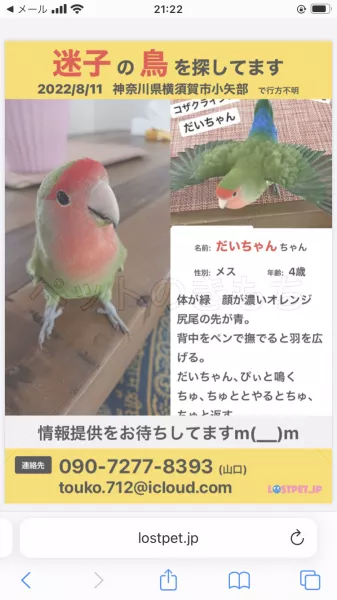 迷子鳥の画像