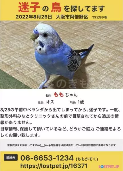 迷子鳥の画像