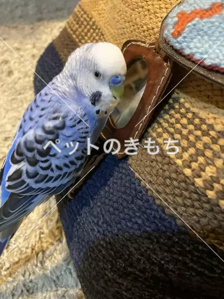 迷子鳥の画像