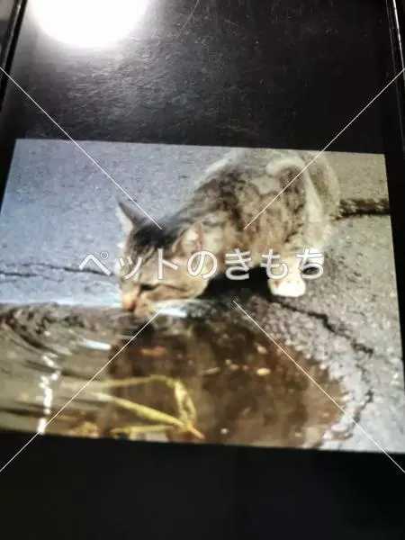 迷子猫の画像