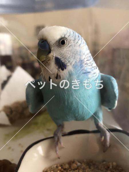 迷子鳥の画像