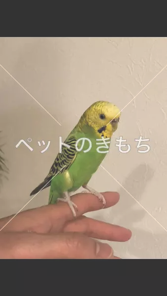 迷子鳥の画像