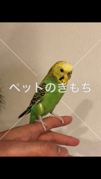 迷い鳥の写真