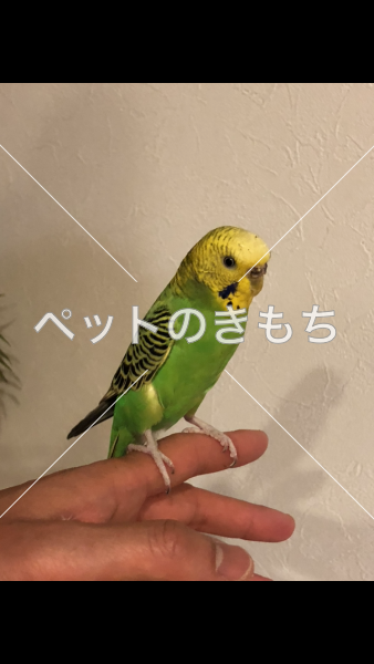 迷子鳥の画像