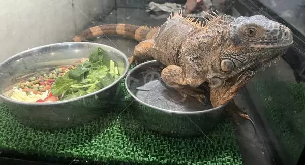 保護ペットの画像