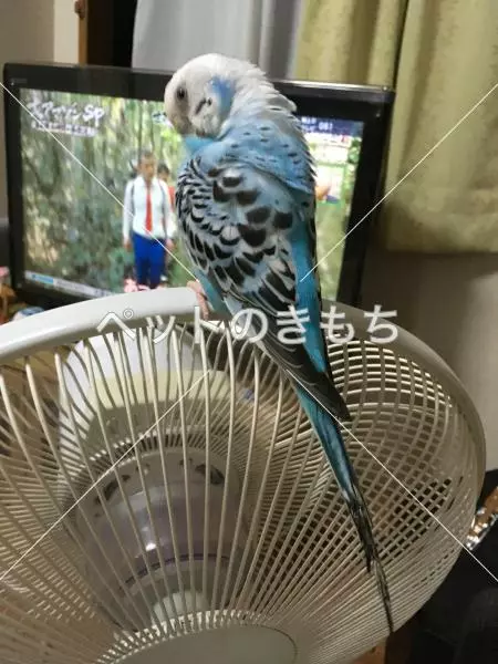 コメント投稿の画像