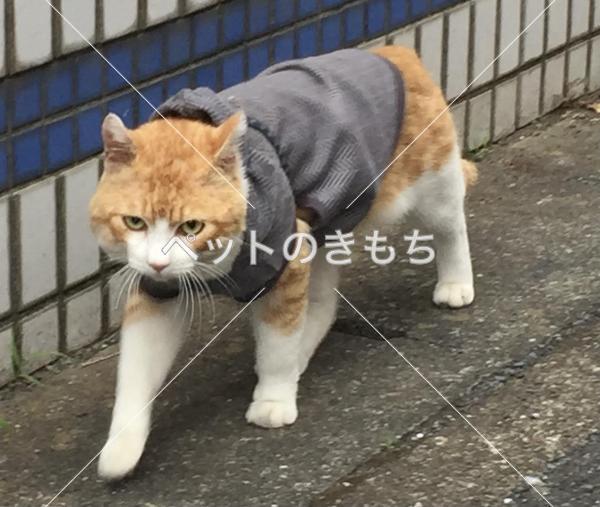 保護猫の写真