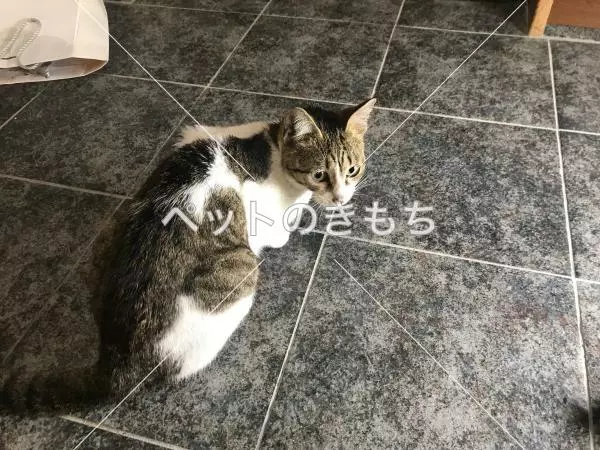 保護猫の画像