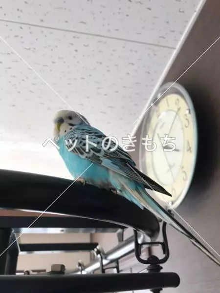 保護鳥の画像