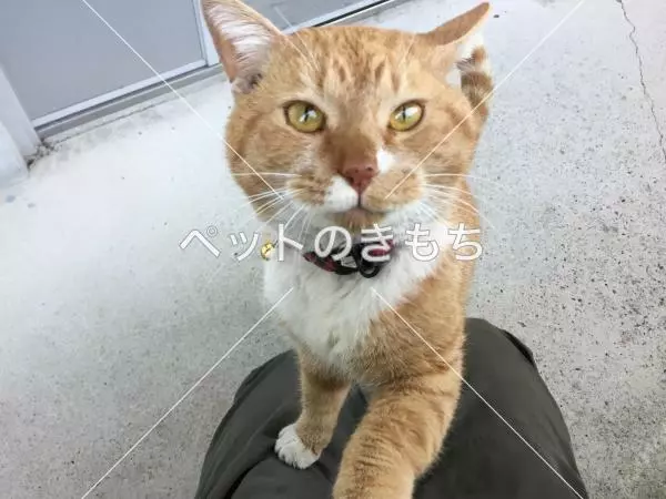保護猫の画像