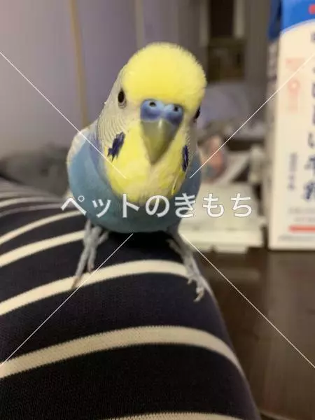 迷子鳥の画像