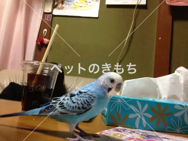 迷子鳥の画像