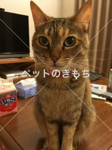 迷子猫の画像