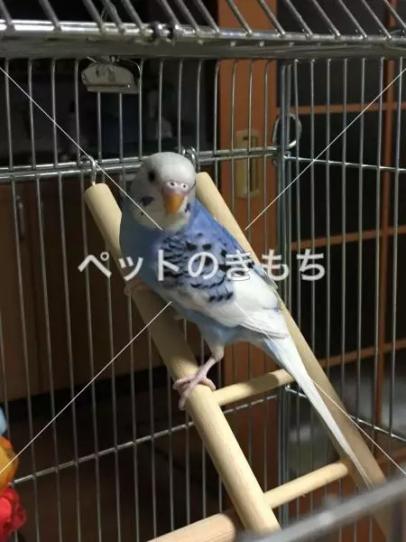 コメント投稿の画像