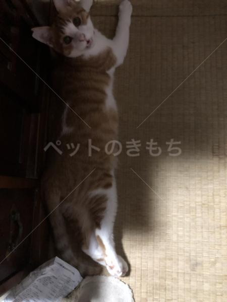 迷子猫の画像