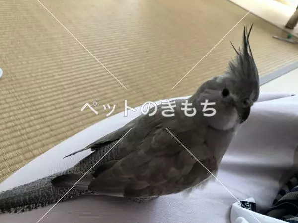 迷子鳥の画像