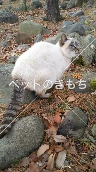 迷子猫の画像