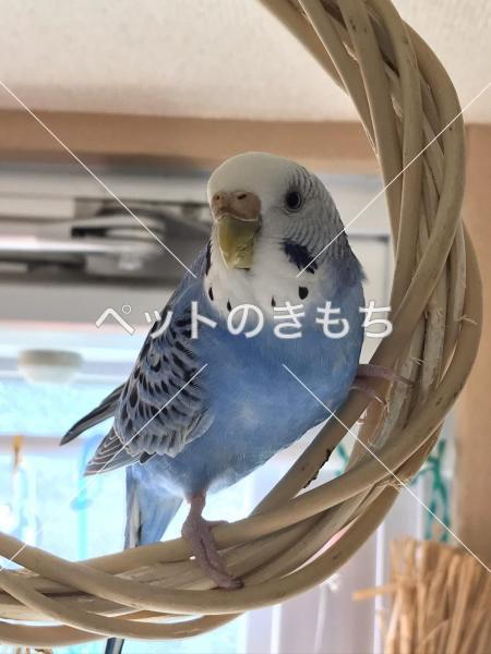 迷子鳥の画像