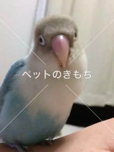 迷子鳥の画像