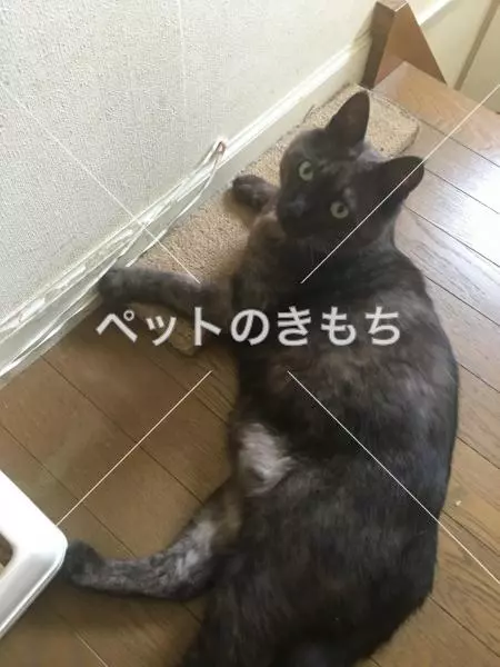 迷子猫の画像