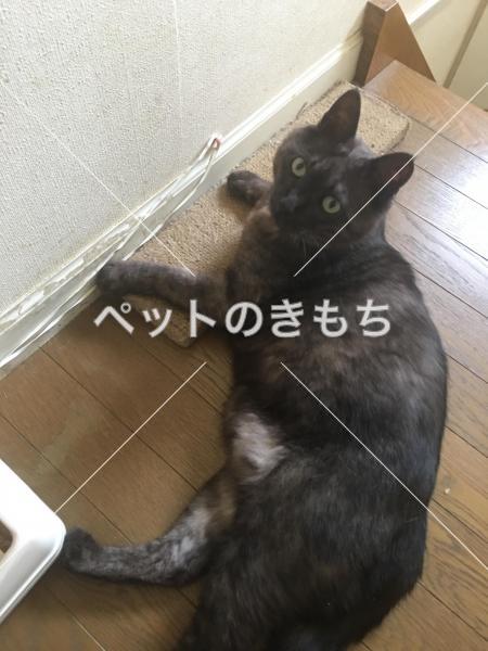迷い猫の写真