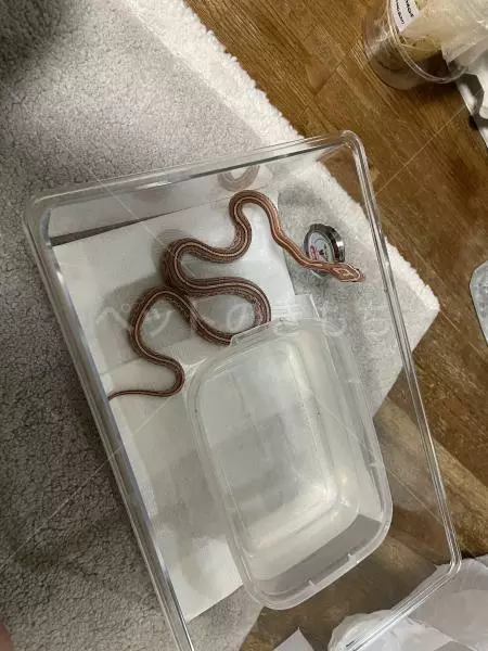 迷子ペットの画像