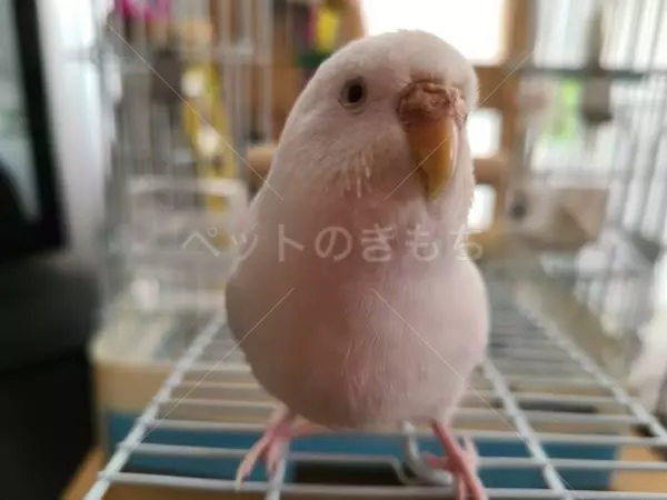 迷子鳥の画像