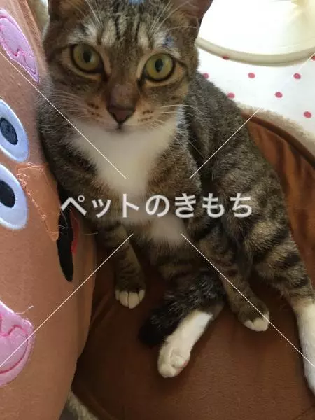 迷子猫の画像