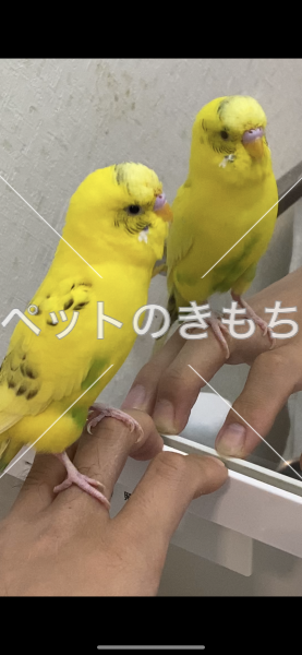 迷子鳥の画像