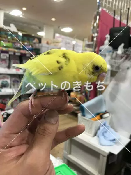 保護鳥の画像