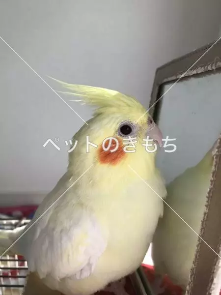 迷子鳥の画像