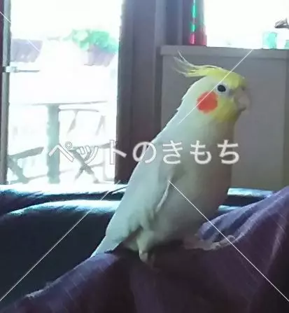 迷子鳥の画像