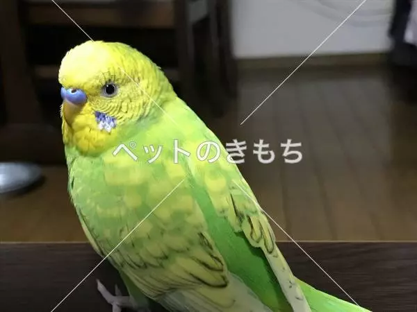 迷子鳥の画像