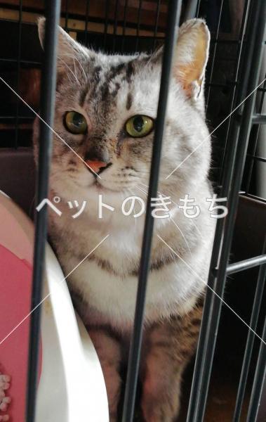 保護猫の画像